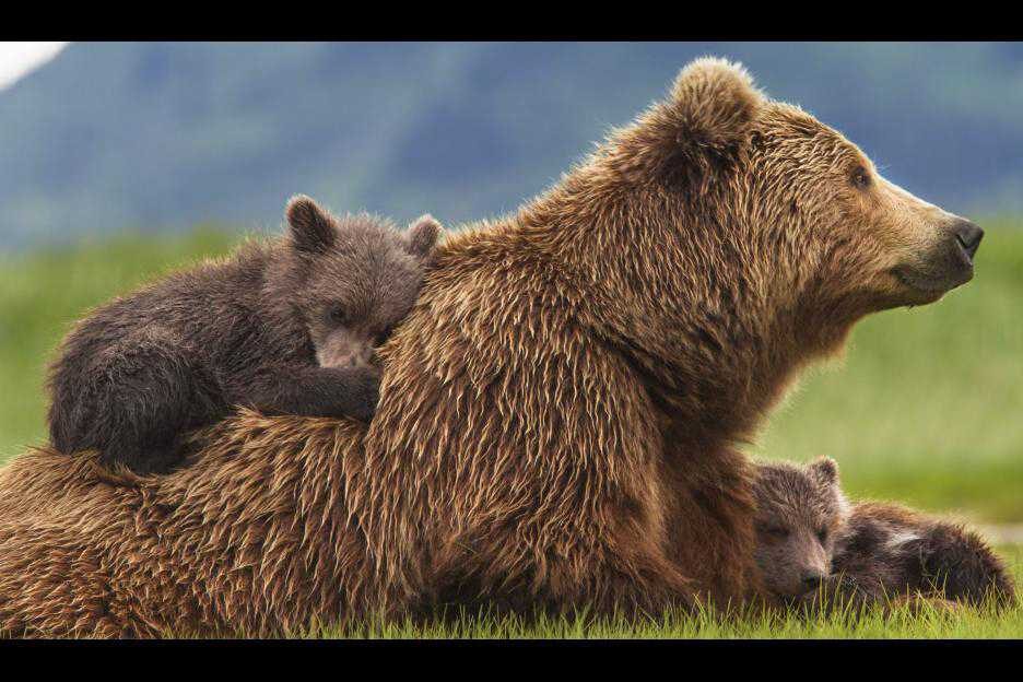 Poster of Bears