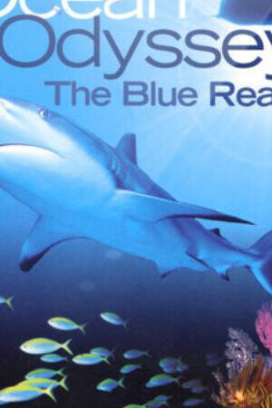 Xem phim Ocean Odyssey The Blue Realm  - Ocean Odyssey The Blue Realm (2004)