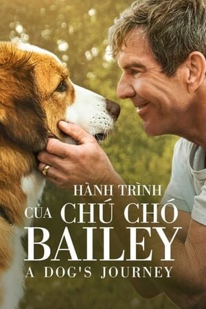 Xem phim Hành Trình Của Chú Chó Bailey  - A Dogs Journey (2019)