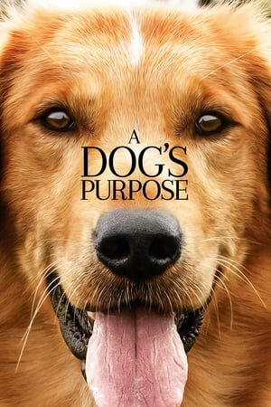 Xem phim Mục Đích Sống Của Một Chú Chó  - A Dogs Purpose (2017)