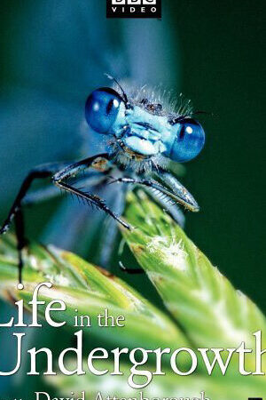 Xem phim Thế Giới Côn Trùng  - Life in The Undergrowth (2005)