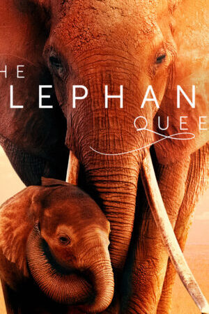 Tập full Nữ Hoàng Voi - The Elephant Queen (2019)-The Elephant Queen