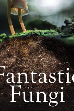 Xem phim Sự Kỳ Diệu Của Nấm  - Fantastic Fungi (2019)